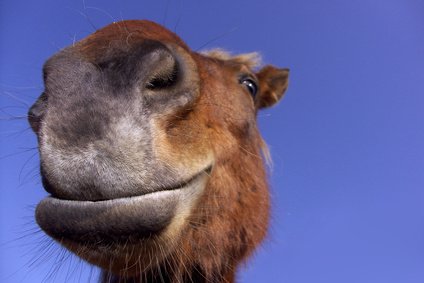 OCCFA, Organe de Crétinisation Coordonnée des Franco-Arméniens